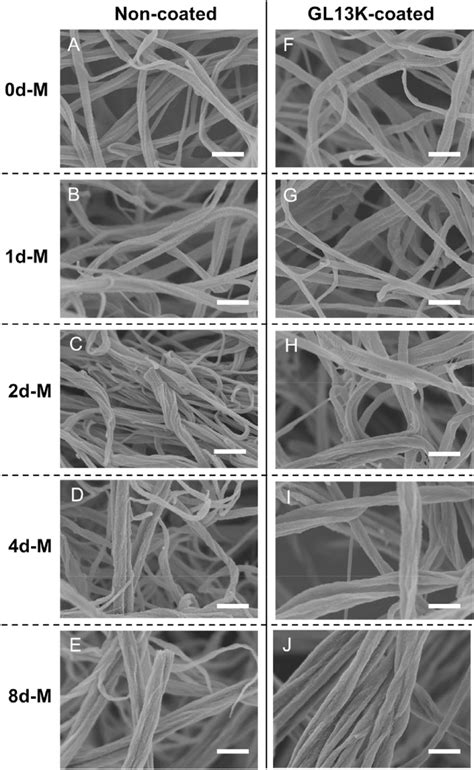 Morphology Of Pristine And Mineralized Collagen Fibrils SEM