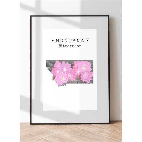 Montana state flower sightings are peaking in the mountain range 12