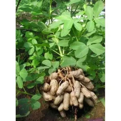 Jual 1000gram Benih Kacang Tanah Varietas Gajah Kualitas Super Siap