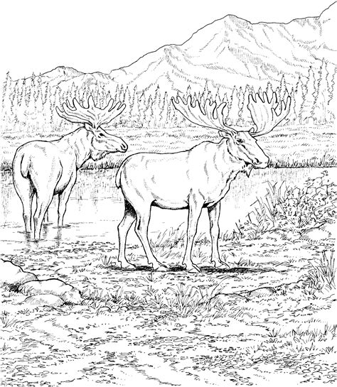 Free Rocky Mountain Elk Coloring Page Download Free Rocky Mountain Elk