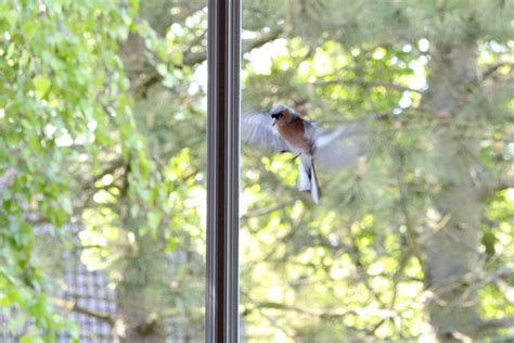 how to stop birds from flying into windows 2