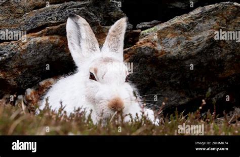 hare lips stock  footage hd   video clips alamy