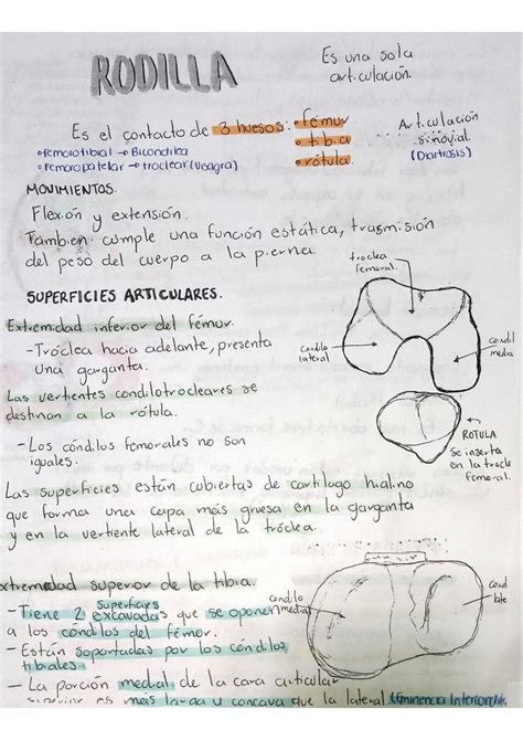 Solution Articulaci N De La Rodilla Studypool