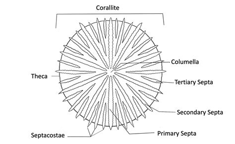 Coral Polyp Anatomy - Coral Disease & Health Consortium