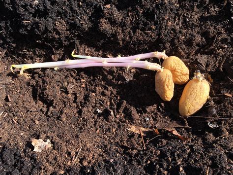 Spuds Gone Wild Upstate Dispatch
