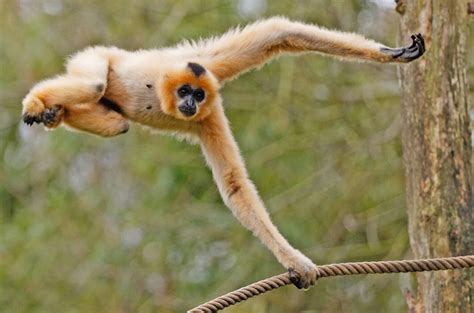 Родословная человека. Современные родичи - Альтернативная История