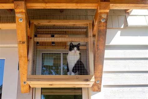 In Photos Diy Guide To Building A Catio For Your Feline Infonews