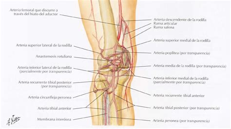 Wikimedicbook Arterias Del Miembro Inferior