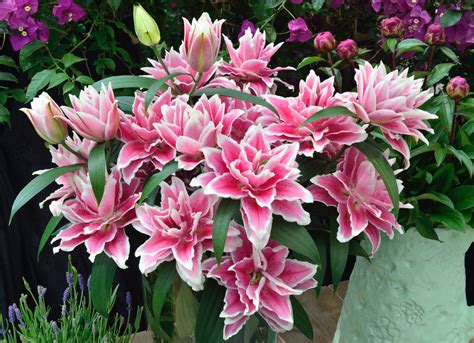 Roselily 'Samantha' from the Gold Medal winning Harts Nursery