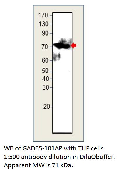 Gad65 Antibody Fabgennix