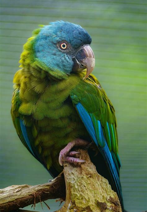 Blue headed Macaw 24707539 Stock Photo at Vecteezy