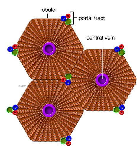 structural organization   liver veterinary histology