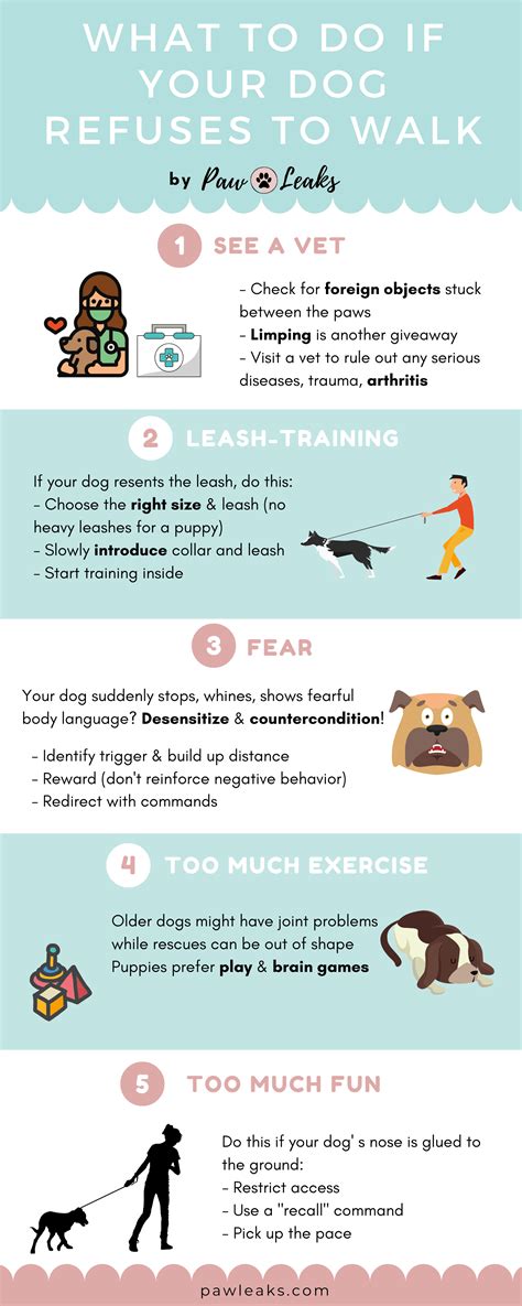How To Train Old Dog Not To Pull On Leash