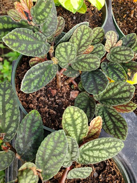 Procris repens --Polynesian Ivy-- – Lone Star Nursery