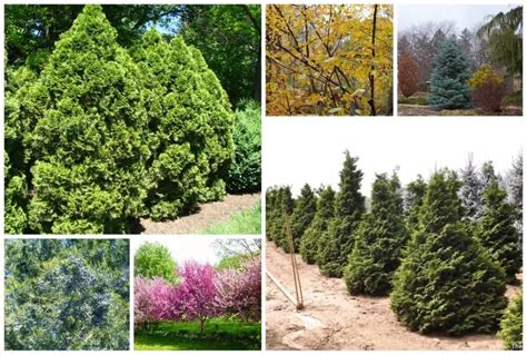 7 Evergreen Pine Trees You Can Grow or Find in Indiana