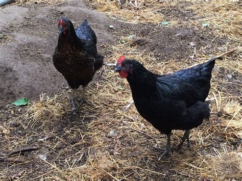 Black Sex Link Hen And Roo BackYard Chickens Learn How To Raise Chickens