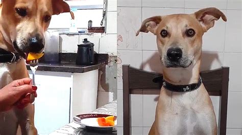 Cachorro chama a atenção da web por sua educação e paciência na hora de