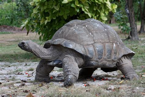 Evening Talk: The Wildlife of the Seychelles by Chris Hall - Visit