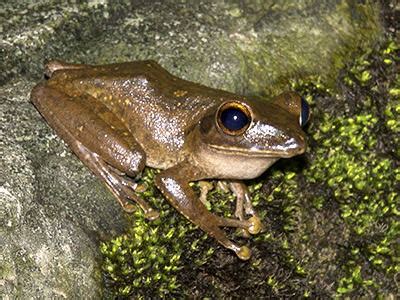 Brown Tree Frog - Polypedates megacephalus