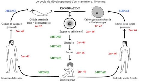 de la fécondation à la nidation