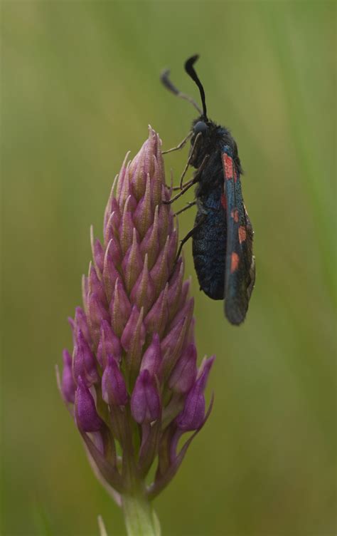 Five Spot Burnet Moth Zygaena Trifolii Sumpfhornklee Widd Flickr