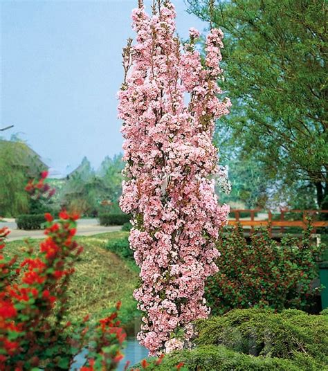 Сакура аманогава | Фото