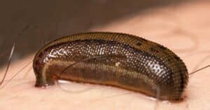 Are Leeches Dangerous? - A-Z Animals