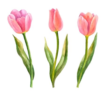 Tulipanes vectoriales dibujados a mano ilustración de flores de