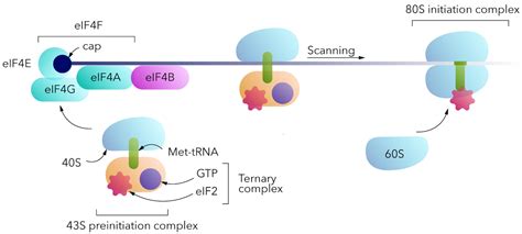 Cap Independent Circular Mrna Translation Encyclopedia Mdpi