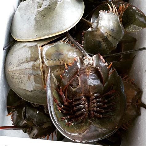 hal dunia gambar belangkas