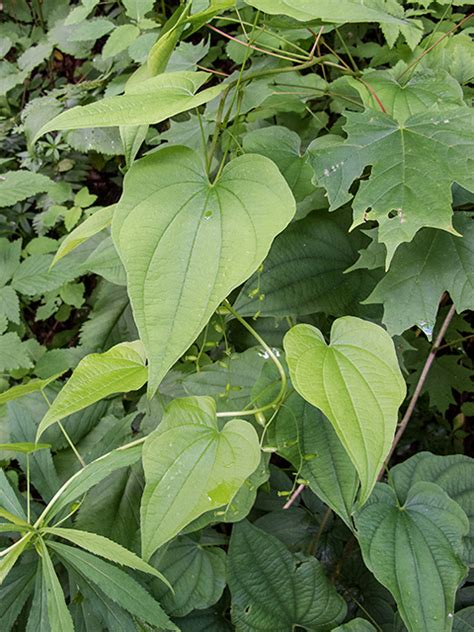 Dioscorea villosa (Common Wild Yam) | Naturescapes of Beaufort, SC