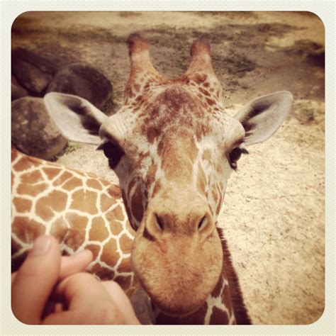 Zoo Trips | HannaH Jane Writes