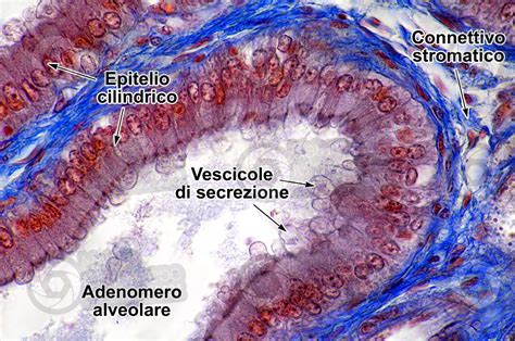 Uomo Giovane Prostata Sezione Trasversale X Uomo Mammiferi