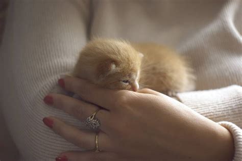 Этапы развития котят с момента рождения до трех месяцев на Petstory