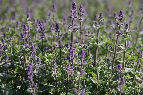 Nepeta x faassenii 'Kit Cat': Lubera.de