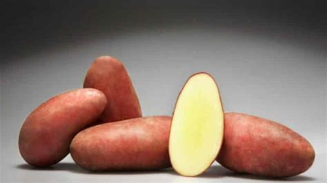 Картофель Родриго (Родрига): описание сорта, фото, отзывы о вкусовых ...