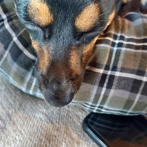 My min pin chihuahua mix has a bump on his nose : r/WhatsWrongWithYourDog