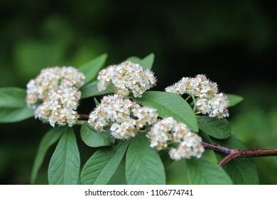 Flower Sorbus Aucuparia Tree Commonly Called Stock Photo 1106774741 ...