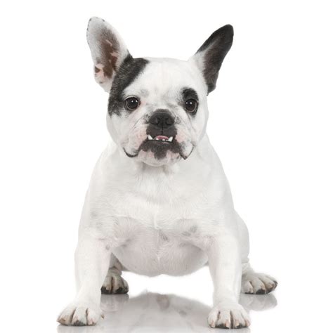 Dogs With An Underbite | The Smart Dog Guide