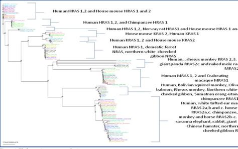 Figure 1 from The RAS subfamily Evolution – tracing evolution for its ...