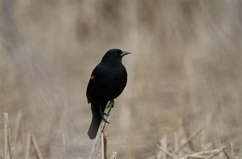black bird animal  photo  pixabay pixabay