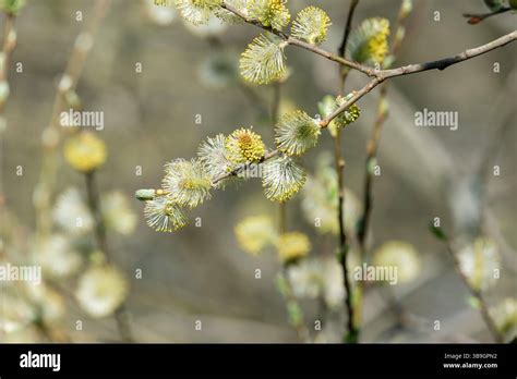 Close Up Of Male Pussy Willow Salix Caprea Catkins Stock Photo Alamy