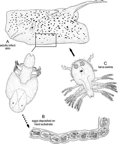 39. Life cycle of Argulus megalops (Argulidae), a skin parasite of the ...