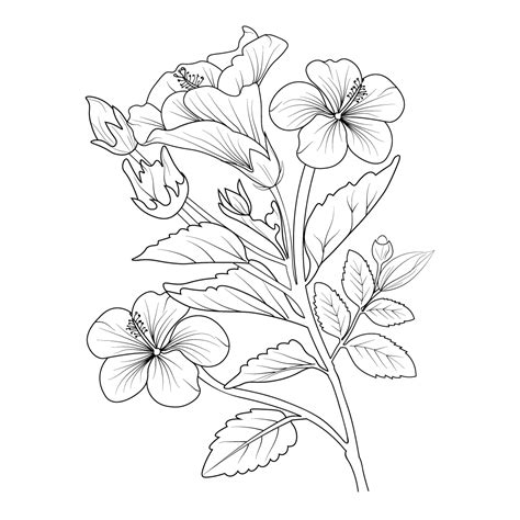 easy hibiscus flower sketch. Botanical hibiscus flower drawing ...