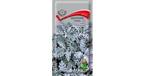 Цинерария Снежок купить в магазине Чистый Мир.