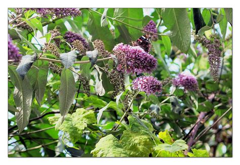 Buddleja Davidii Y Mariposa El Mundo Me Rodea Y Son Im Genes