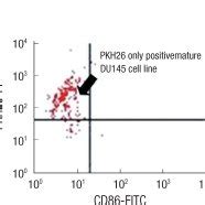 Phenotyping Of Immature And Mature Dendritic Cells DC And DU145 Cell
