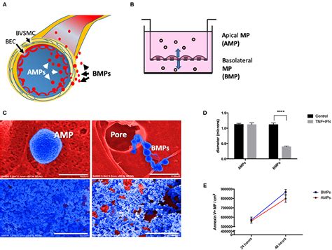 Frontiers Brain Endothelial Cells Release Apical And Basolateral