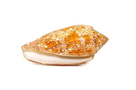 Premium Photo Image Of Conus Omaria Patonganus Sea Shell Is A Species