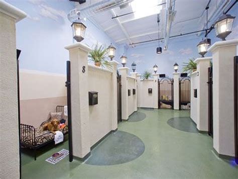 45 Amazing Cat Room Design Ideas To Try Right Now Dog Boarding